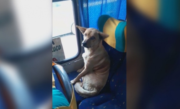 Бездомно куче в автобус се превърна в интернет сензация
