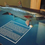 Най-интересните черноморски риби разкриват тайните си пред гостите на остров Св. Анастасия