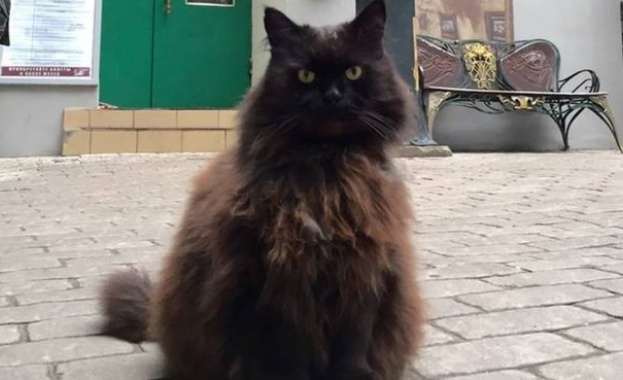 Откраднаха котарака Бегемот  от музея " Булгаков" в Москва