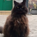 Откраднаха котарака Бегемот  от музея " Булгаков" в Москва