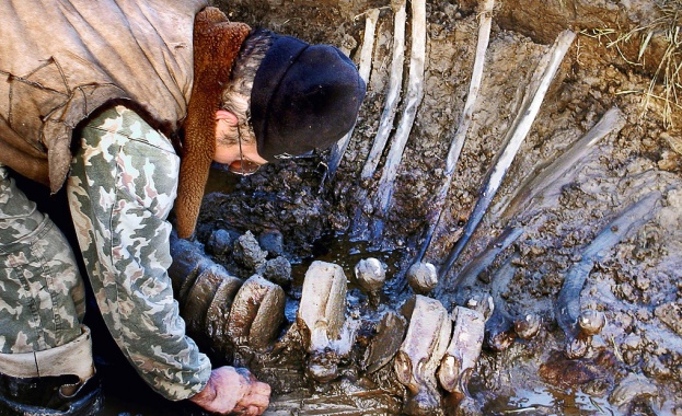 Останки от мамут бяха открити на остров Котелни  в Якутия 