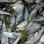 Морето „ври“ от сафрид: Дават го почти без пари 