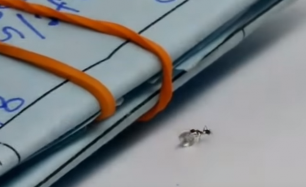 Уникално: Мравка задигна… диамант! (видео)