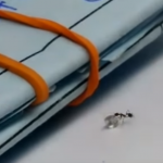 Уникално: Мравка задигна… диамант! (видео)