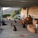  Бездомните животни бедстват по време на извънредните мерки заради COVID-19  