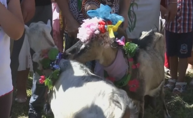 Необичаен конкурс за красота в Украйна… „Мис коза”