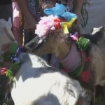 Необичаен конкурс за красота в Украйна… „Мис коза”