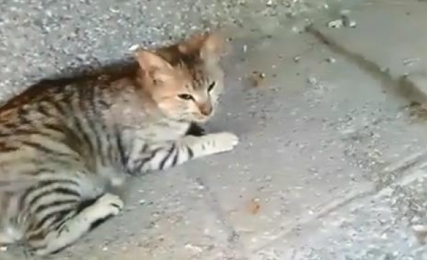 Австралийка радостно посрещна котката си която се прибра у дома