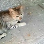 Котка измина 1200 километра 