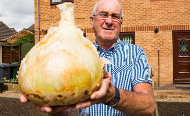 Градинар отгледа почти 5-килограмов кромид лук (СНИМКА) 
