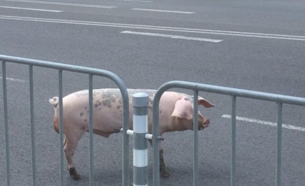 Гошко се разходи из София необезпокояван! 