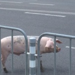 Гошко се разходи из София необезпокояван! 