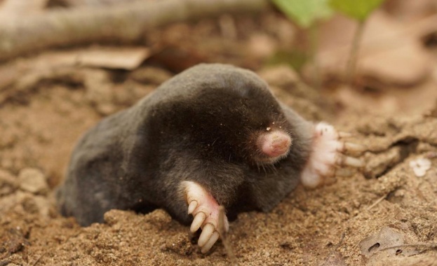 Открит е нов вид бозайник в Странджа