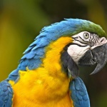 Намериха папагала, откраднат от добричкия зоопарк 