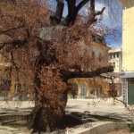 За кожата на едно дърво