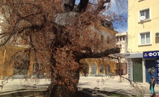 За кожата на едно дърво