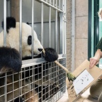 Панда рисува картини за 490 евро