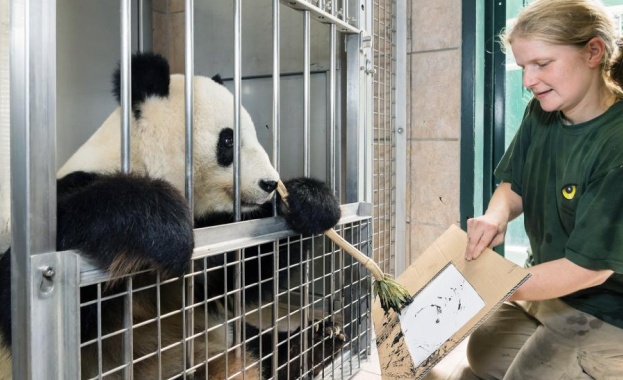 Панда рисува картини за 490 евро