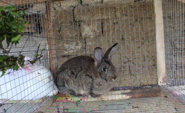 ЕС забранява да гледаме зайци, кокошки и други животни и птици в клетки