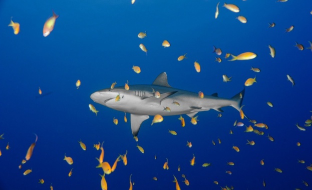  Климатичните промени убиват океанските екосистеми