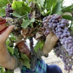 Избират Царица на виното`2018 на пищна церемония в Старосел