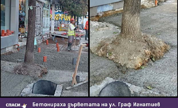 Бетонираха дърветата по ул. Граф Игнатиев