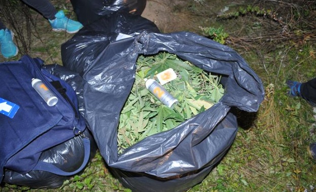 Криминалисти на РУ – Кюстендил откриха нива с близо 100 кг канабис