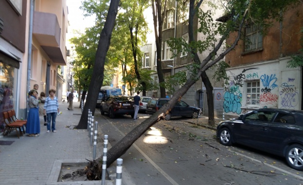 Дърво падна на улица в центъра на София и потроши две коли