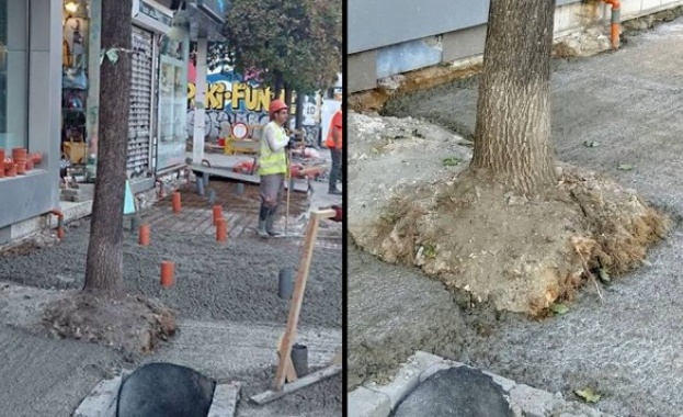 Съставят акт на фирмата-изпълнител заради "бетонираните" дървета по "Графа"