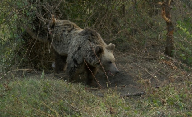 За да създаде приятна атмосфера в ресторанта си немски ресторантьор