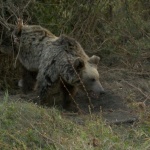 Гостите на немски ресторант пируват с мечки по масите