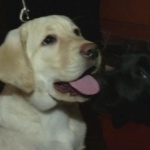 Кучета и котки надушват рака на стопаните си 