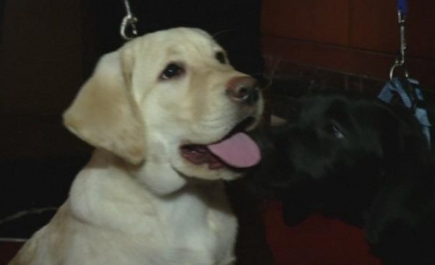 За нелегален трафик на кучета които пристигат със самолет от