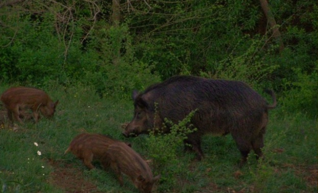 Изградиха десет КПП в Пазарджишко заради първи случай на Африканска чума при диво прасе
