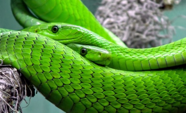 Зелена мамба паникьоса пражки квартал