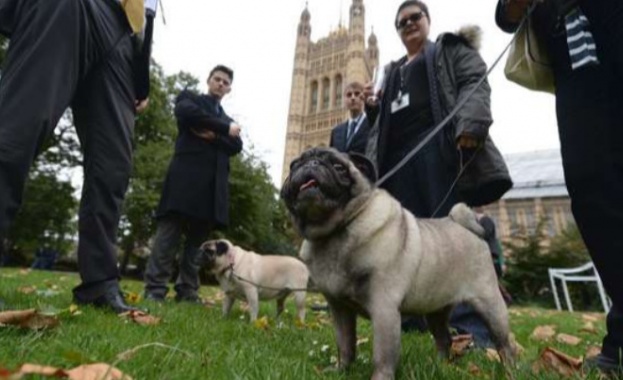 Хиляди стопани на кучета и питомците им протестират пред британския парламент срещу Брекзит