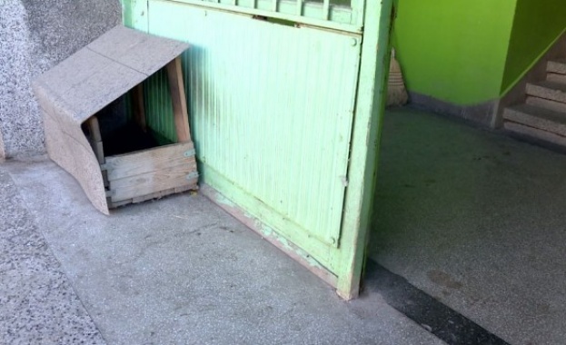 В истински кошмар се е превърнал животът на жителите на