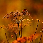 Предстоящи събития за 13 октомври