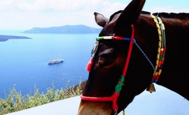 Гърция забрани дебели туристи да яздят магарета