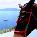 Гърция забрани дебели туристи да яздят магарета