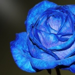 Китайски учени създадоха истинска синя роза