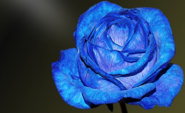 Китайски учени създадоха истинска синя роза