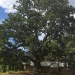 Многовековен дъб над село Скрино е сред номинираните за конкурса "Дърво с корен 2018"