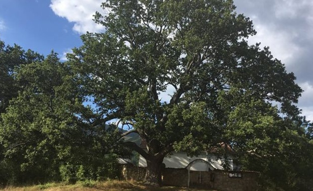 Многовековен дъб над село Скрино е сред номинираните за конкурса "Дърво с корен 2018"