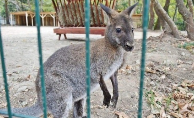 Кенгуру избяга от зоокъта в Сандански