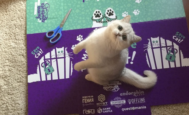 София става царство на котките на 3-4 ноември