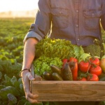 Какво представляват БИО храните