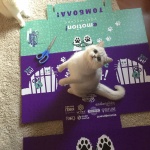 София става царство на котките на 3-4 ноември