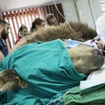 Оперираха най-възрастната мечка в парка край Белица