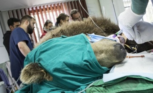 Оперираха най-възрастната мечка в парка край Белица